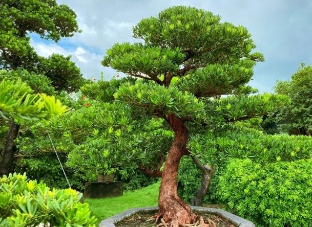 羅漢松藥用價值