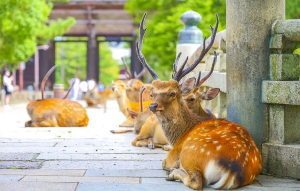 日本關西美食景點 日本關西美食景點