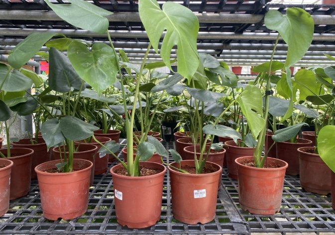 竹北花市 推薦花店