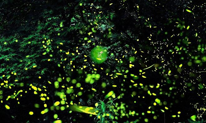 螢火蟲觀賞攻略