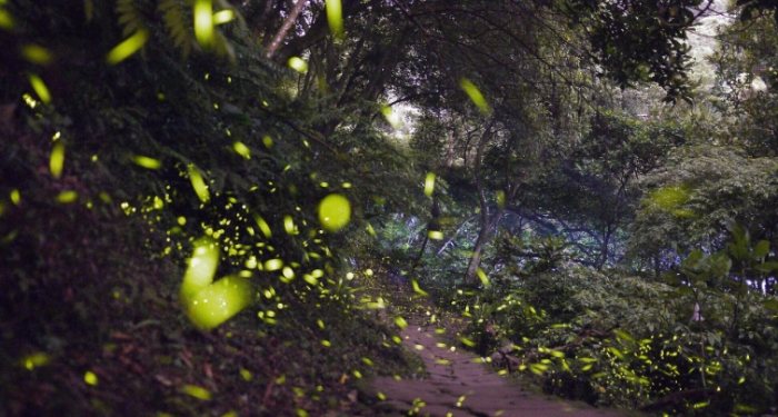 螢火蟲觀賞地點