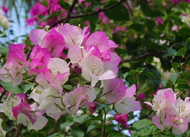 九重葛開花促進