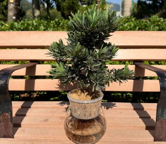 羅漢松種植方法