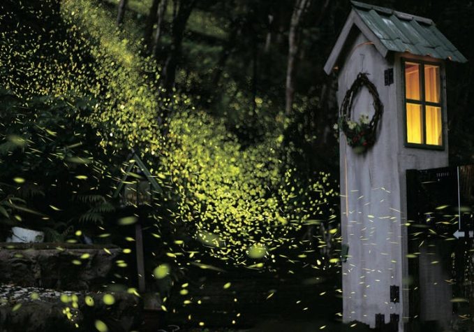 螢火蟲觀賞地點