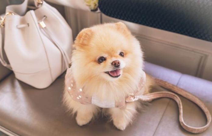 南屯寵物友善民宿 南屯寵物友善民宿