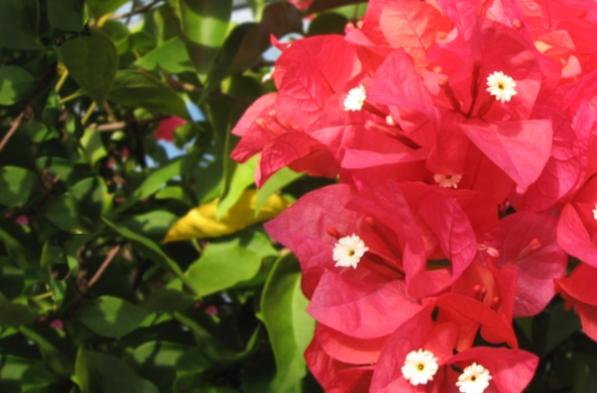 九重葛缺鐵症狀