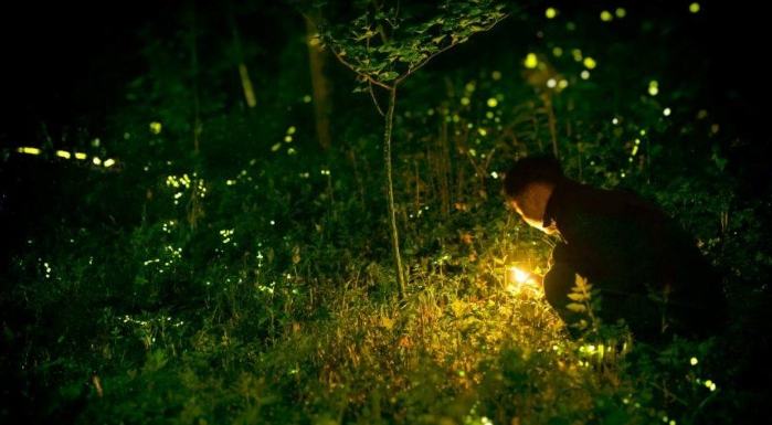 螢火蟲觀賞攻略
