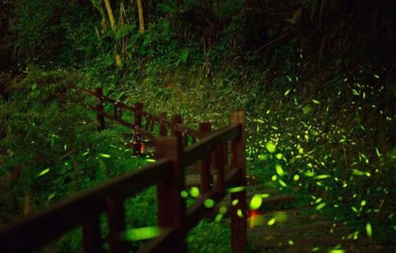 阿里山螢火蟲季節