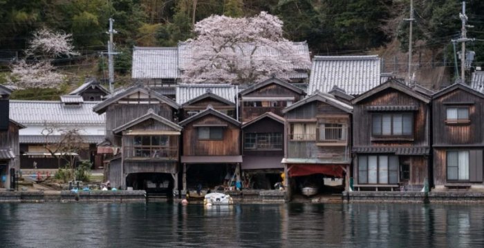 伊根舟屋樱花