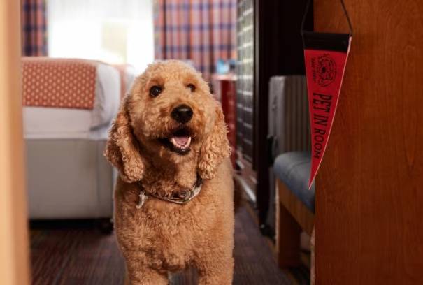 基隆寵物友善飯店 基隆寵物友善飯店