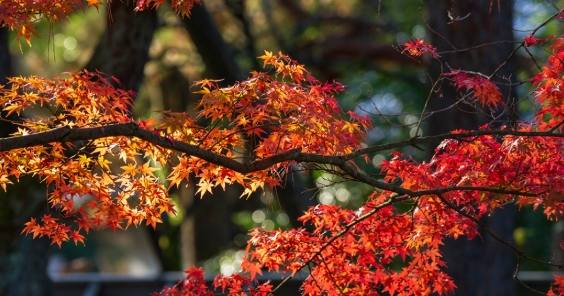金澤楓葉季節 金澤楓葉季節
