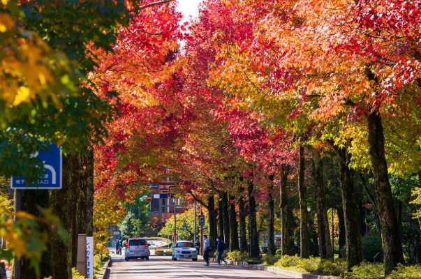 金澤賞楓 金澤賞楓