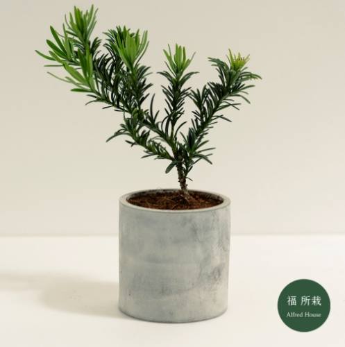 羅漢松養護方法