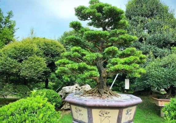 蘭嶼羅漢松種植