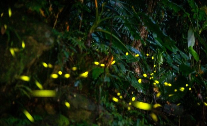石門水庫螢火蟲