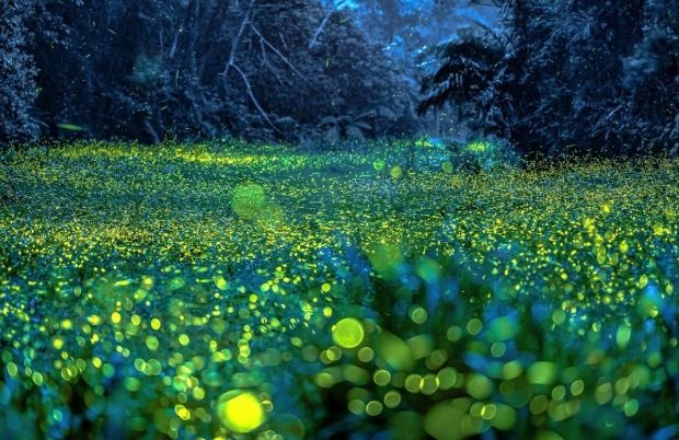 螢火蟲觀賞地點