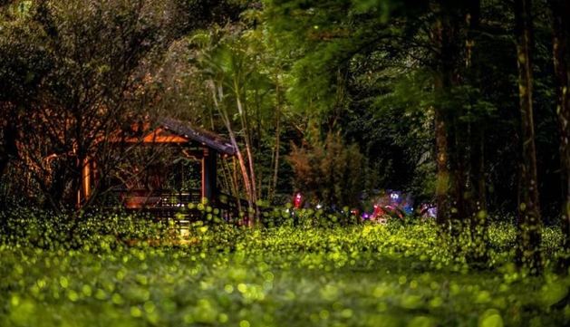 台灣螢火蟲景點