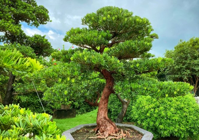 蘭嶼羅漢松病蟲害防治