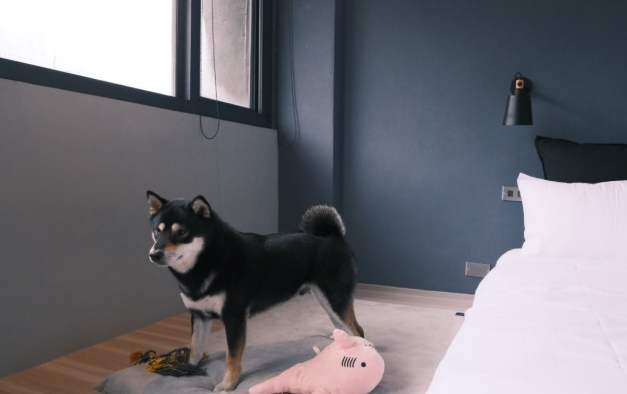 寵物友善住宿基隆