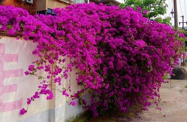 三角梅不開花原因