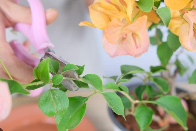 三角梅不開花原因