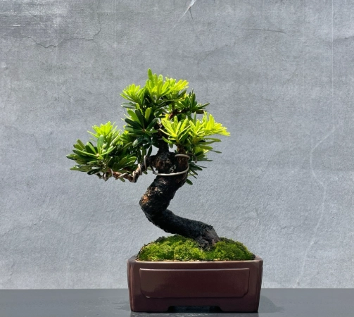 金鑽羅漢松澆水方法 金鑽羅漢松澆水方法