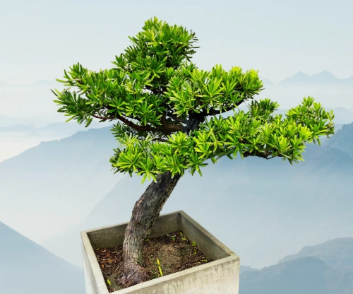 蘭嶼羅漢松 特徵