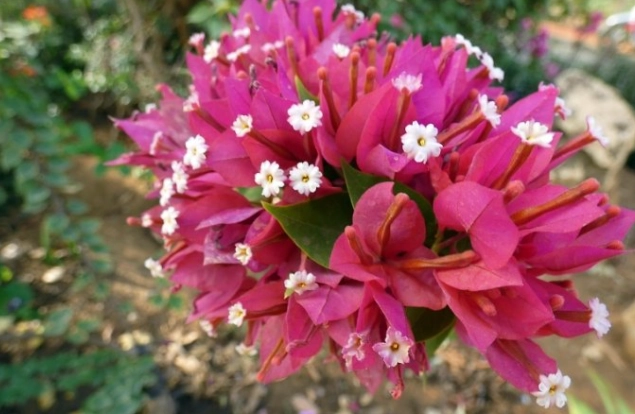 九重葛多久澆水