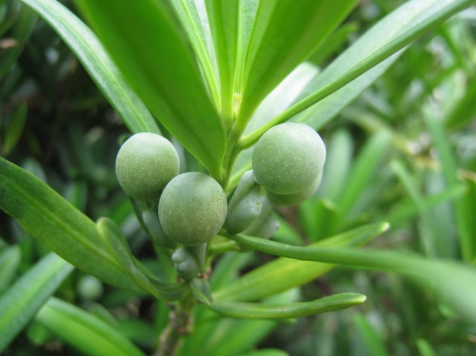 蘭嶼羅漢松 特徵