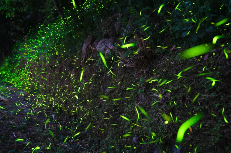 那瑪夏賞螢步道