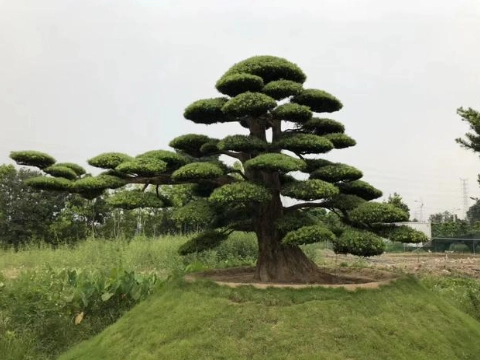 羅漢松種植技巧