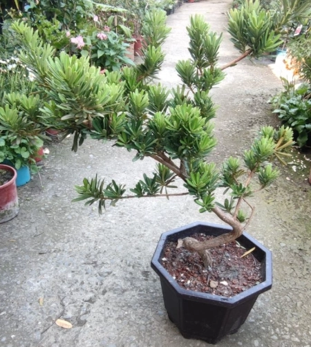 羅漢松澆水頻率 羅漢松澆水頻率