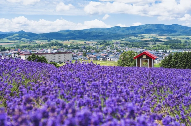 北海道租車攻略