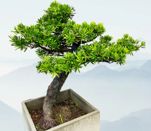 羅漢松栽培技巧