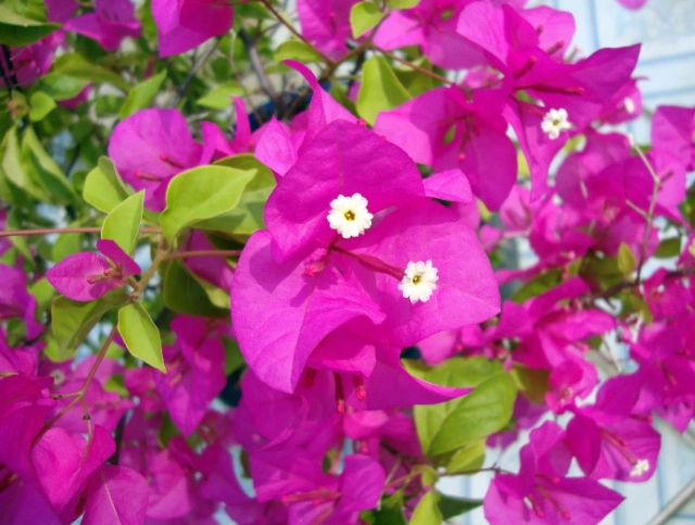 九重葛澆水頻率