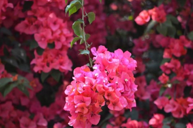 九重葛開花澆水