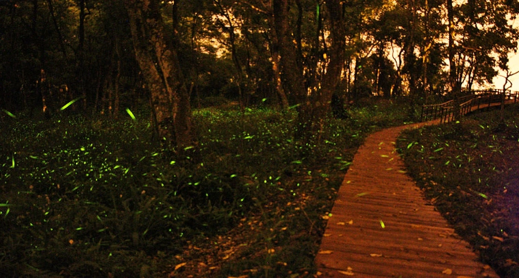 那瑪夏賞螢步道