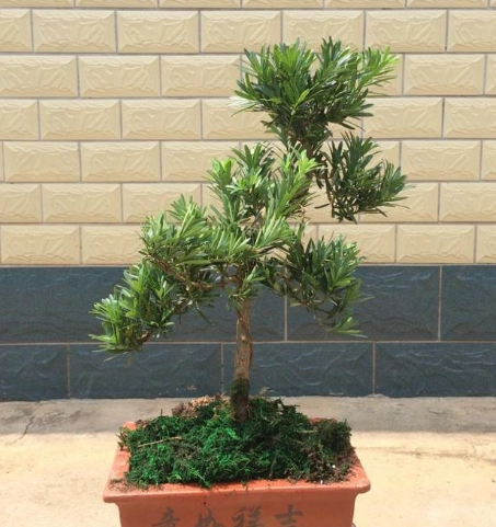 羅漢松養護方法