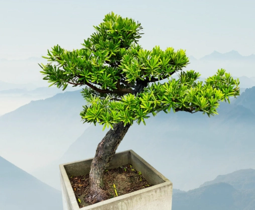 蘭嶼植物種植方法