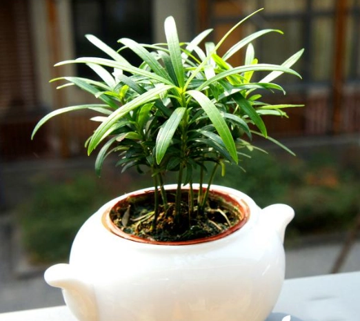 小葉羅漢松照顧