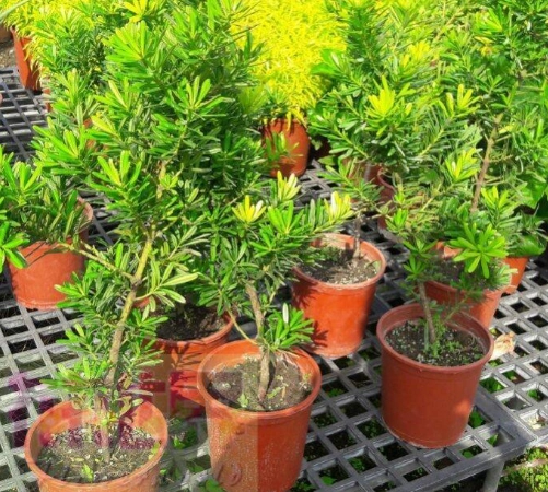 金鑽羅漢松澆水方法 金鑽羅漢松澆水方法