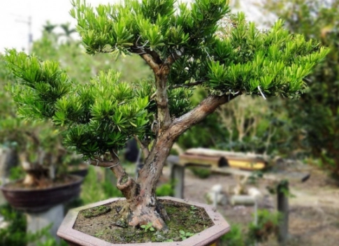 羅漢松養護方法