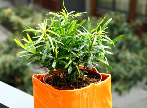 小葉羅漢松盆栽