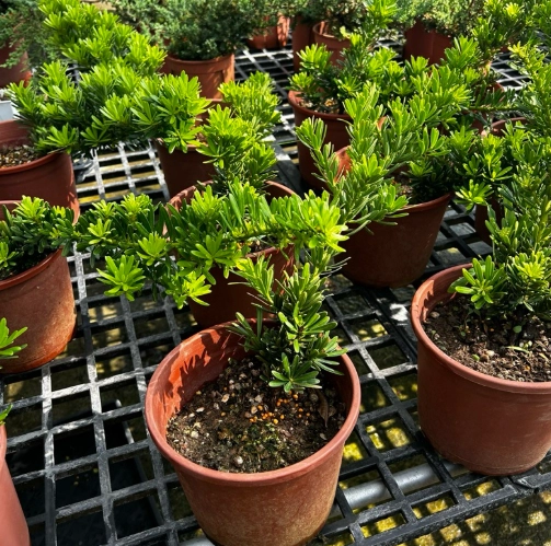 羅漢松澆水頻率 羅漢松澆水頻率