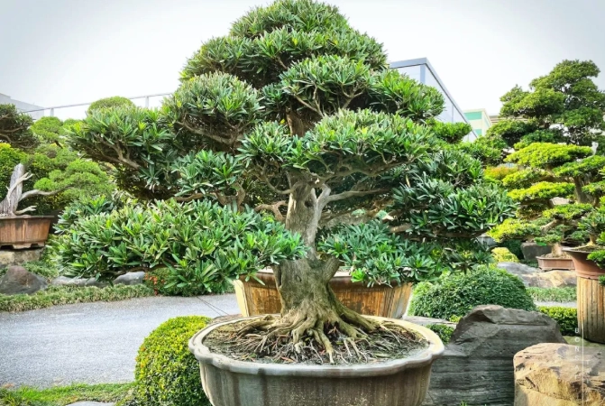 羅漢松 種類比較