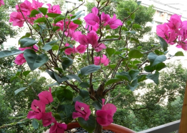 九重葛澆水方法