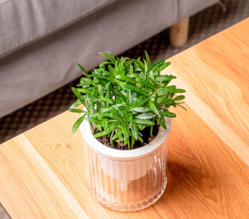 小葉羅漢松照顧