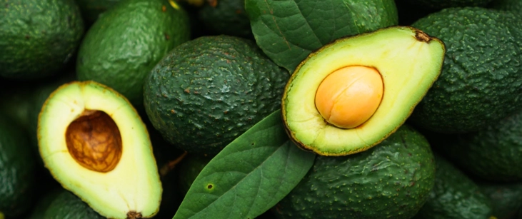 酪梨成熟判斷 酪梨成熟判斷