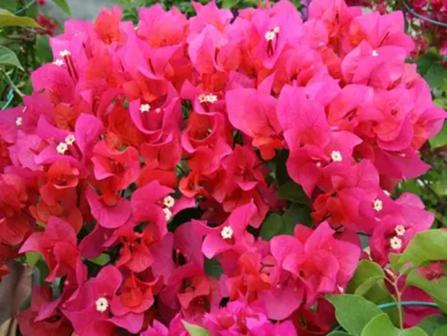 八房九重葛種植