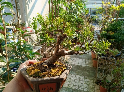 小葉羅漢松盆栽